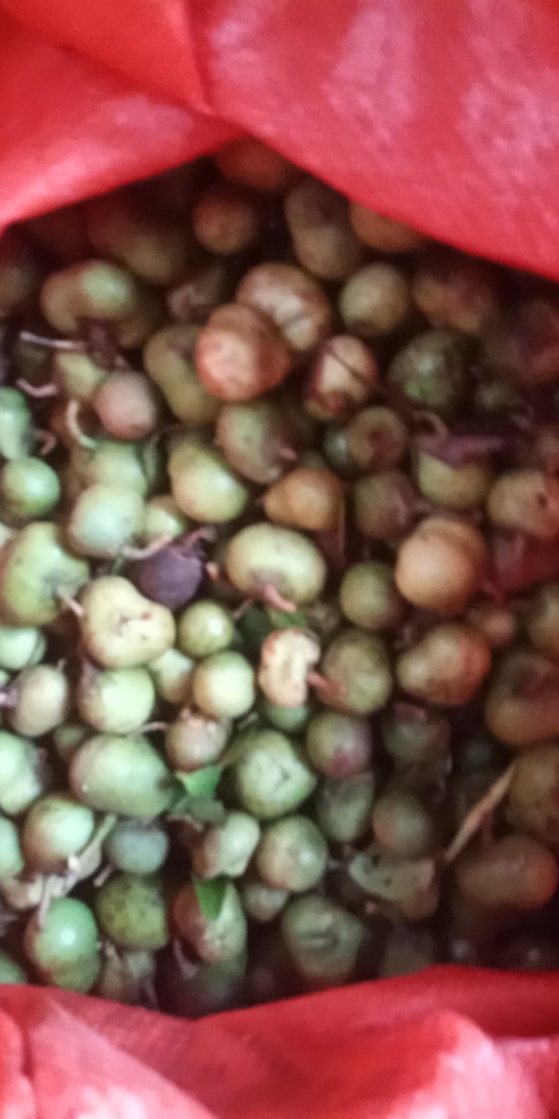 茶叶籽河南信阳毛尖茶叶籽绿茶种子茶叶种子