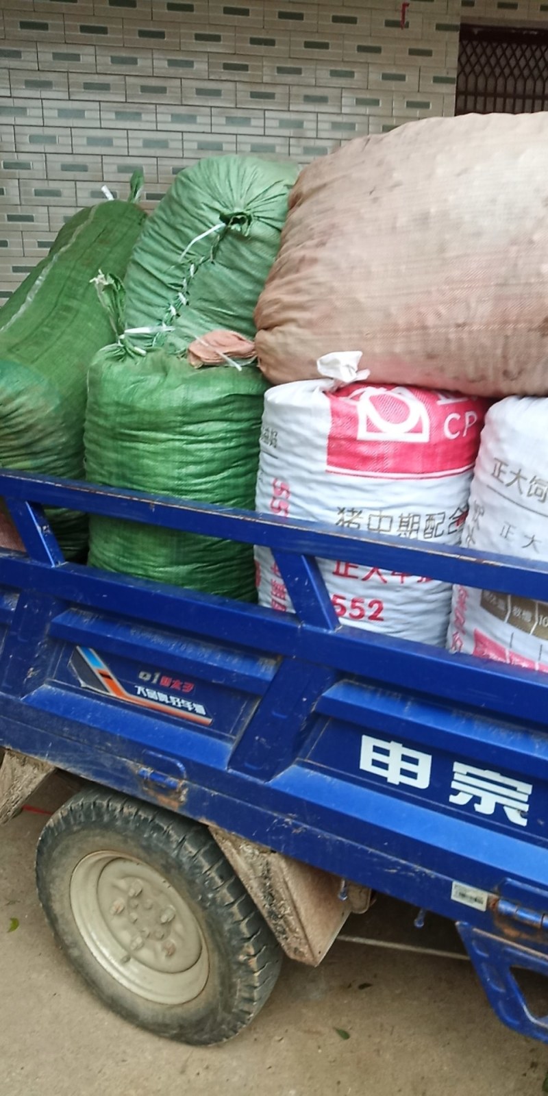 茶叶籽河南信阳毛尖茶叶籽绿茶种子茶叶种子