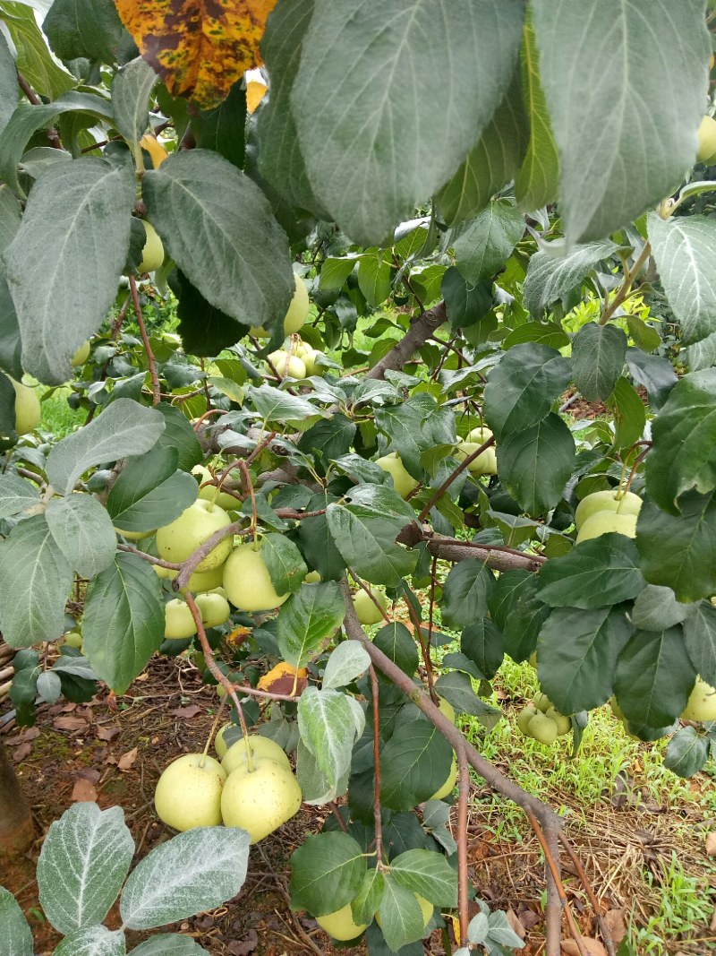 本地土山楂鲜果健胃消食