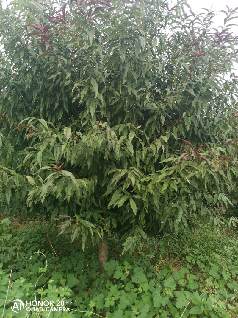 碧桃3~15公分（红叶，绿叶，龙柱）