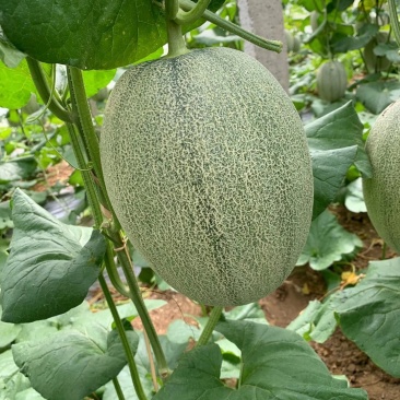 山东寿光温棚小蜜25
