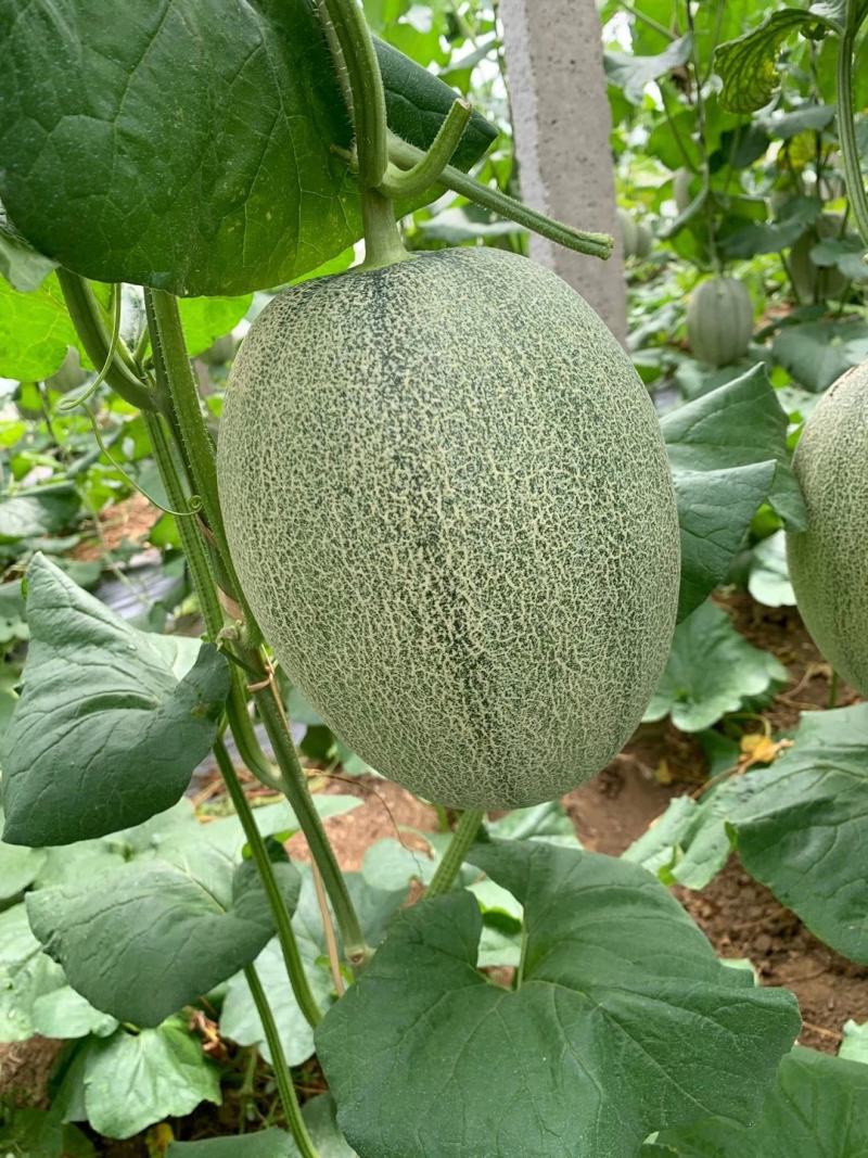 山东寿光温棚小蜜25