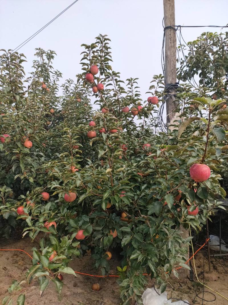 【优质】辽宁寒富苹果原产地直销货源充足品质保证