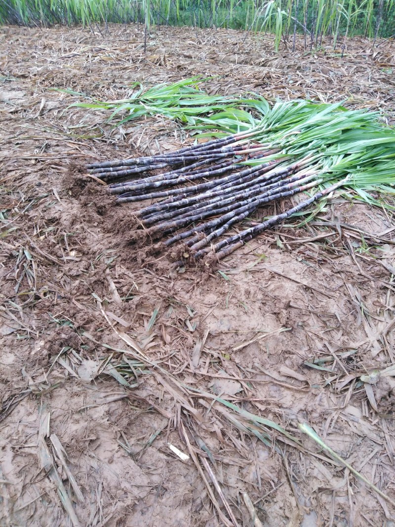 黑皮甘蔗酥，脆，甜无渣