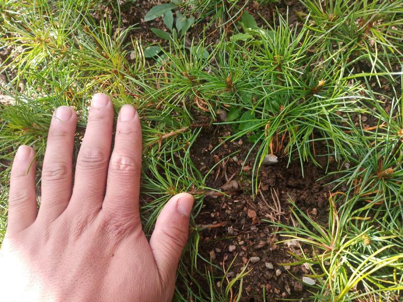 红松一年二年苗纯东北辽宁本地大颗粒种子种植