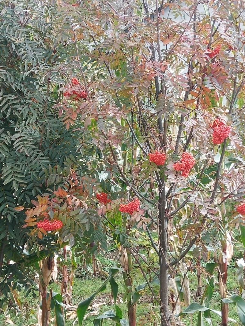 【优质】花楸百花花楸一手货源，质量好，价格不贵。