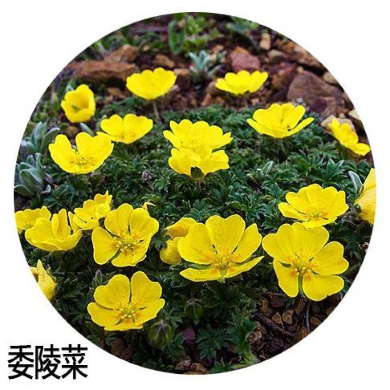 委陵菜种籽