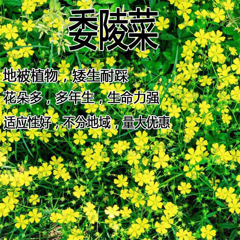 委陵菜种籽