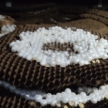 野生蜂蜜，野生蜂蛹，品质保证