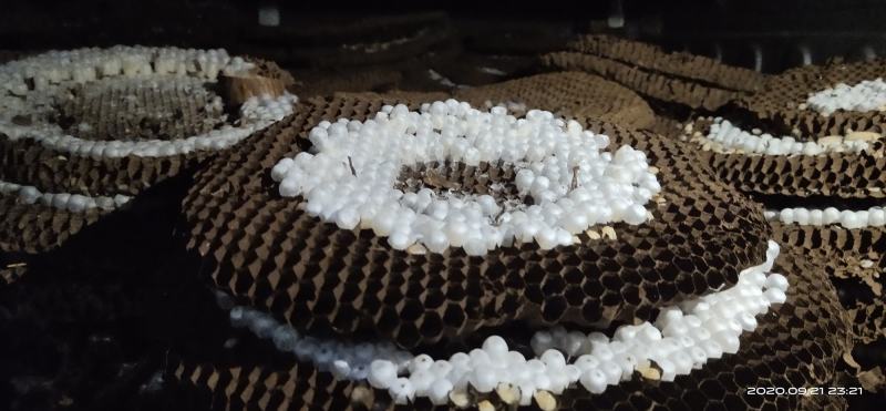 野生蜂蜜，野生蜂蛹，品质保证