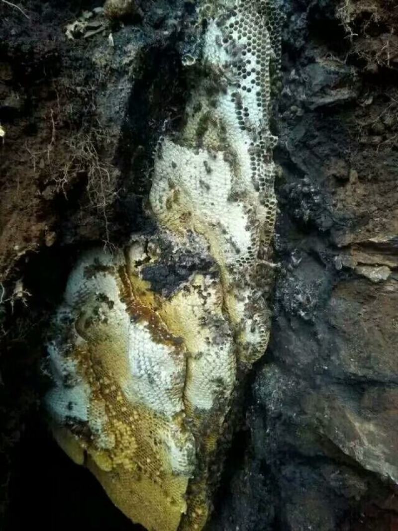 野生蜂蜜，野生蜂蛹，品质保证