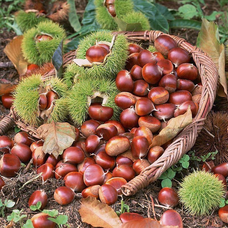 野生蜂蜜，野生蜂蛹，品质保证