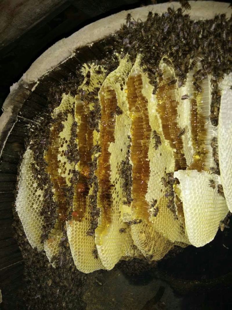 野生蜂蜜，野生蜂蛹，品质保证