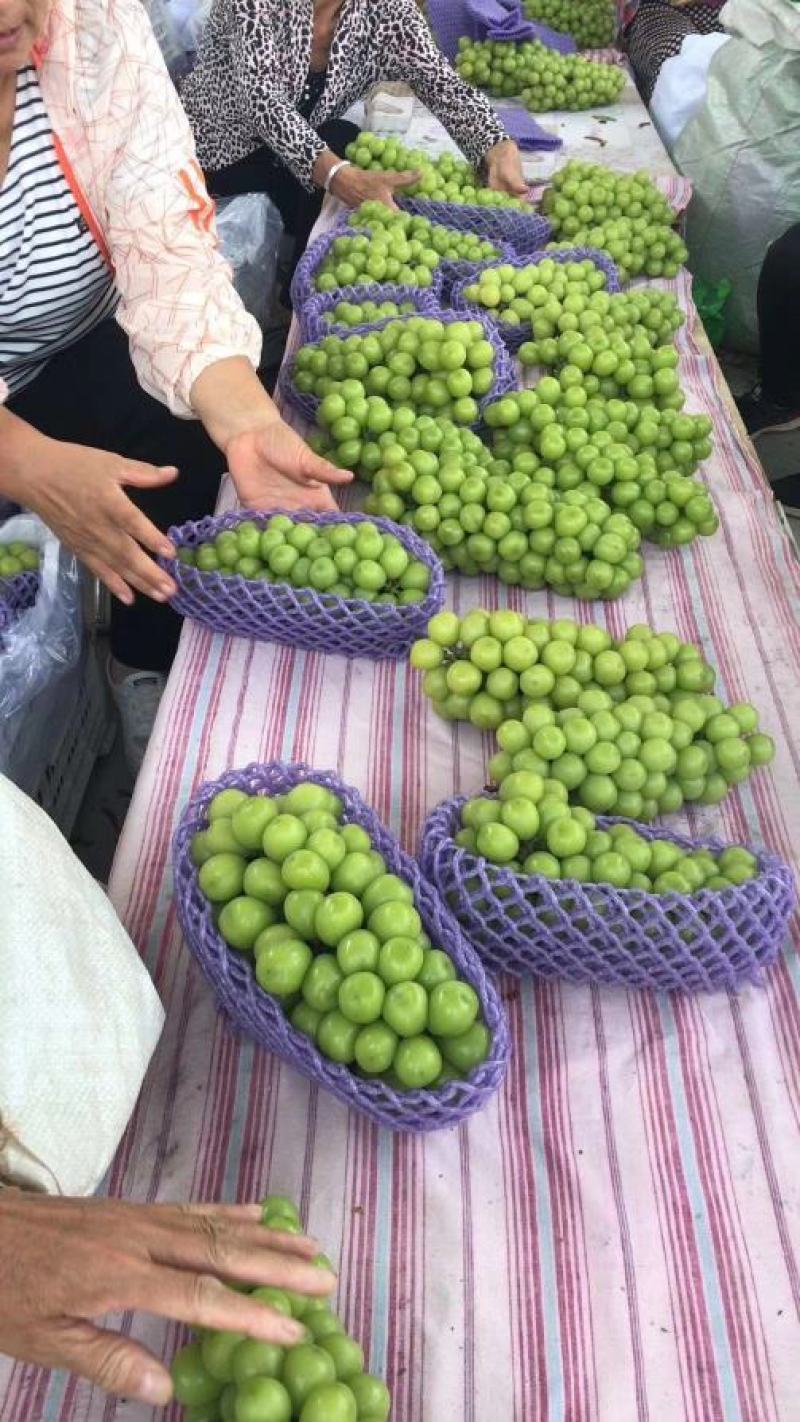 河北邯郸阳光大量上市欢迎新老客户前来采购。