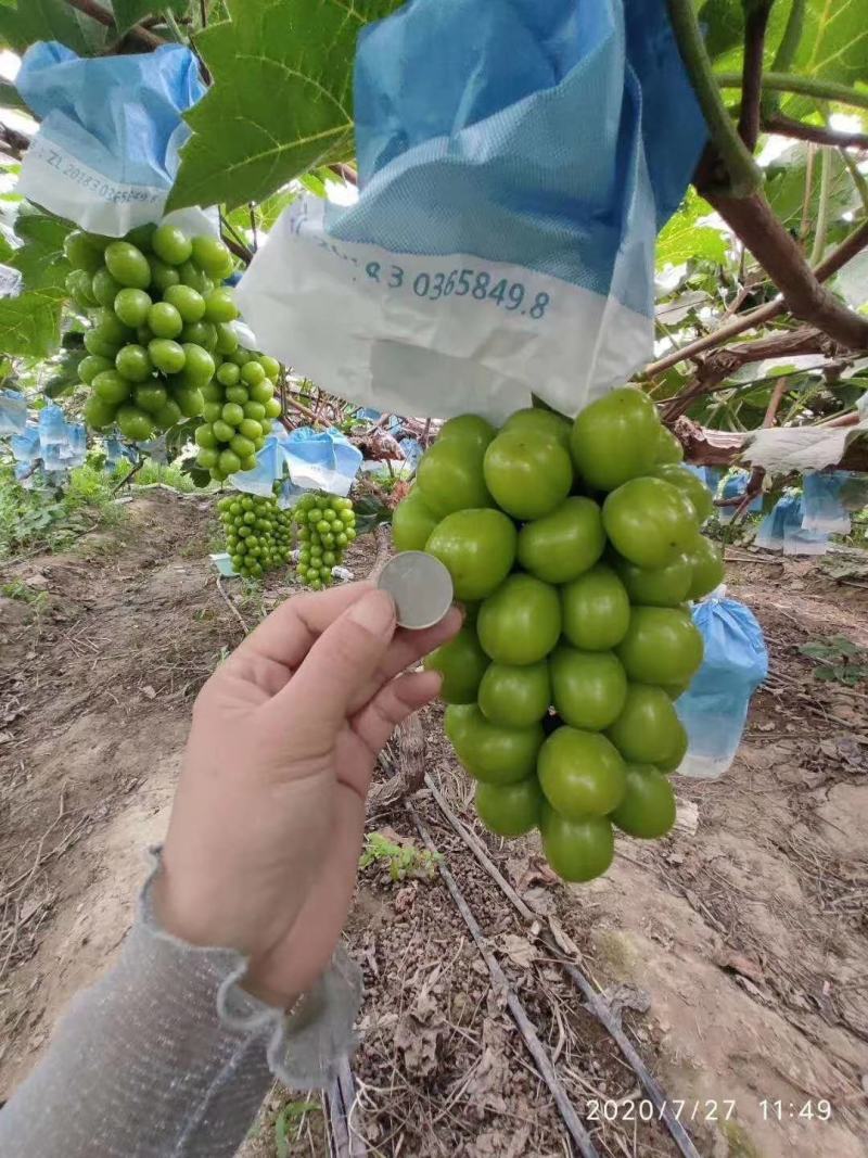 河北邯郸阳光大量上市欢迎新老客户前来采购。