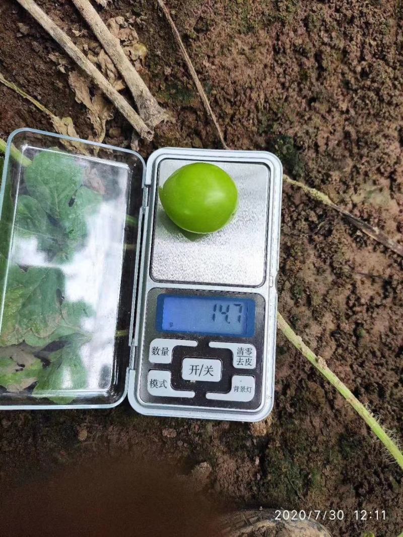 河北邯郸阳光大量上市欢迎新老客户前来采购。