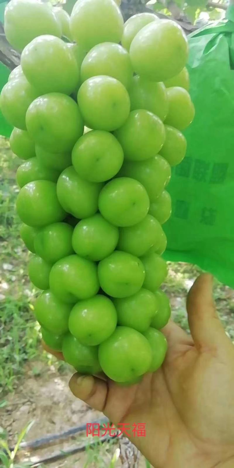 河北邯郸阳光大量上市欢迎新老客户前来采购。