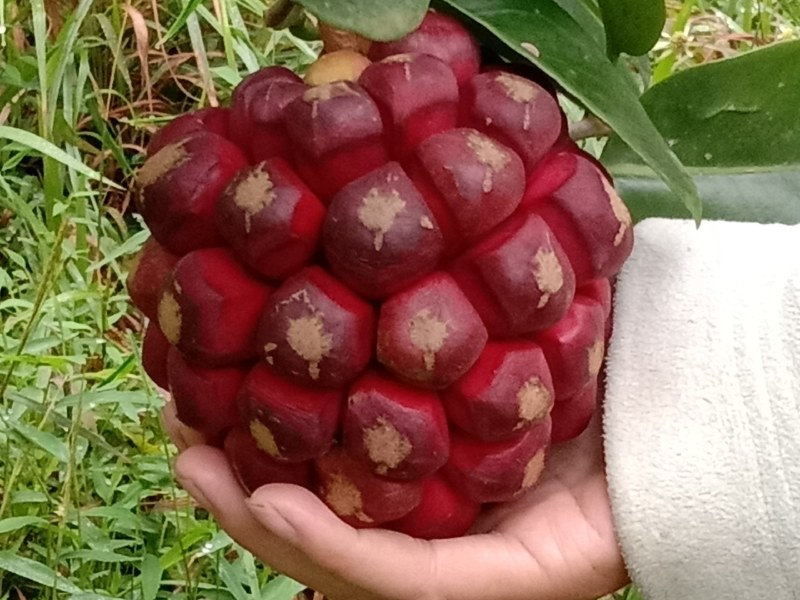 大血藤水果预售中请观注
