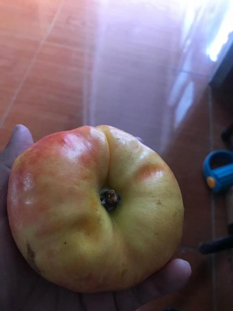 【推荐】油蟠桃苗早熟油蟠桃树苗品种放心