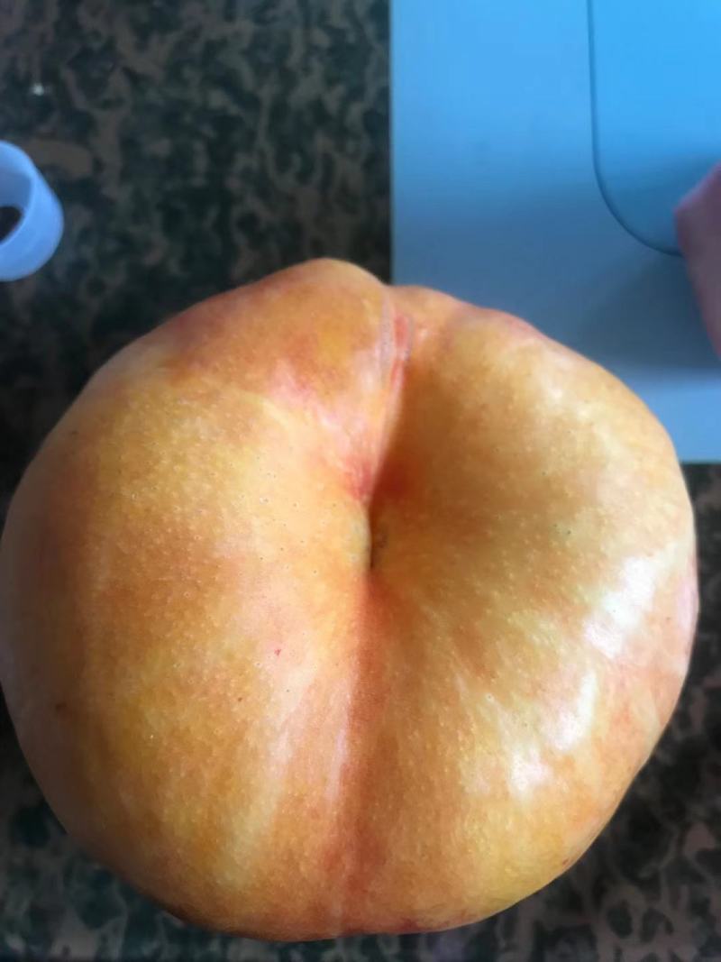 【推荐】油蟠桃苗早熟油蟠桃树苗品种放心