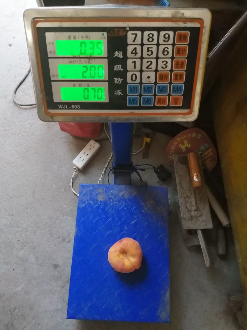 【推荐】油蟠桃苗早熟油蟠桃树苗品种放心