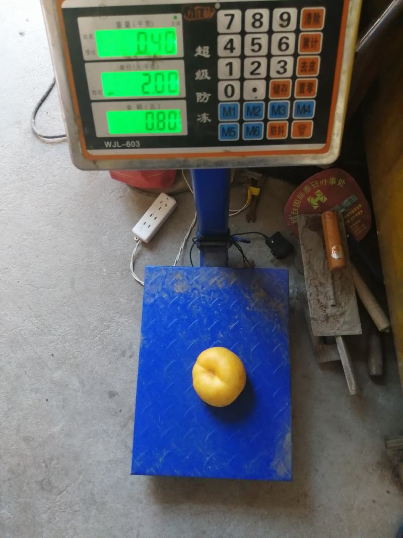 【推荐】油蟠桃苗早熟油蟠桃树苗品种放心