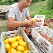 【推荐】油蟠桃苗早熟油蟠桃树苗品种放心