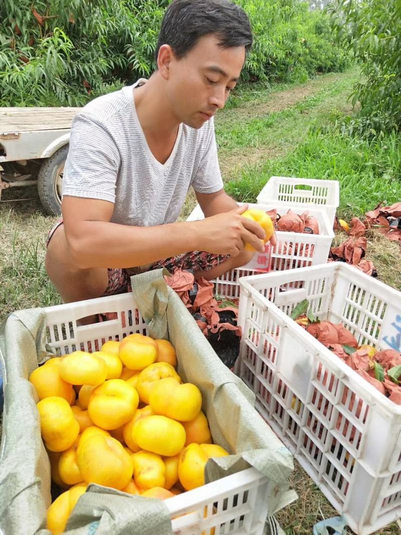 【推荐】油蟠桃苗早熟油蟠桃树苗品种放心