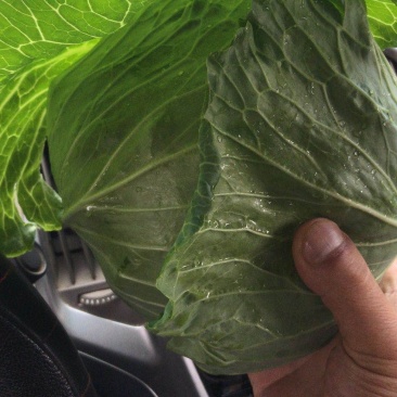 【诚信经营】湖北甘蓝产地直发，精品小平包菜！量大从优！