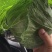 【诚信经营】湖北甘蓝产地直发，精品小平包菜！量大从优！