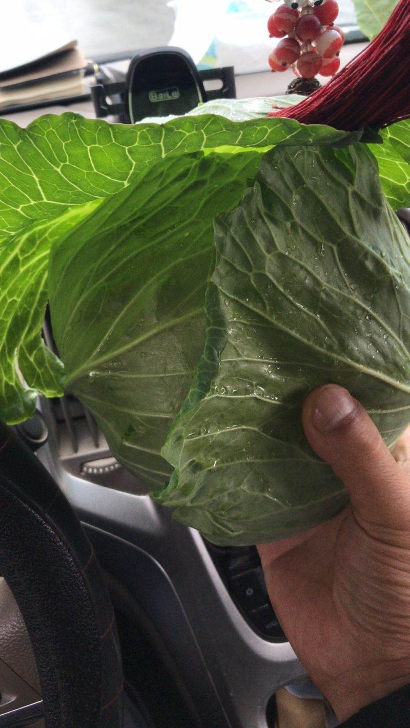 【诚信经营】湖北甘蓝产地直发，精品小平包菜！量大从优！