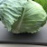 【诚信经营】湖北甘蓝产地直发，精品小平包菜！量大从优！