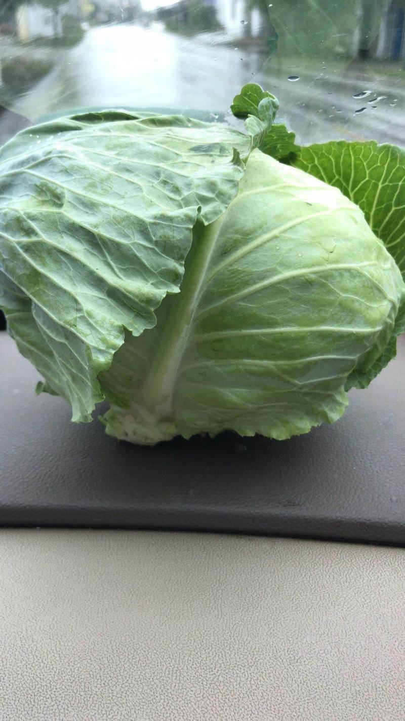 【诚信经营】湖北甘蓝产地直发，精品小平包菜！量大从优！