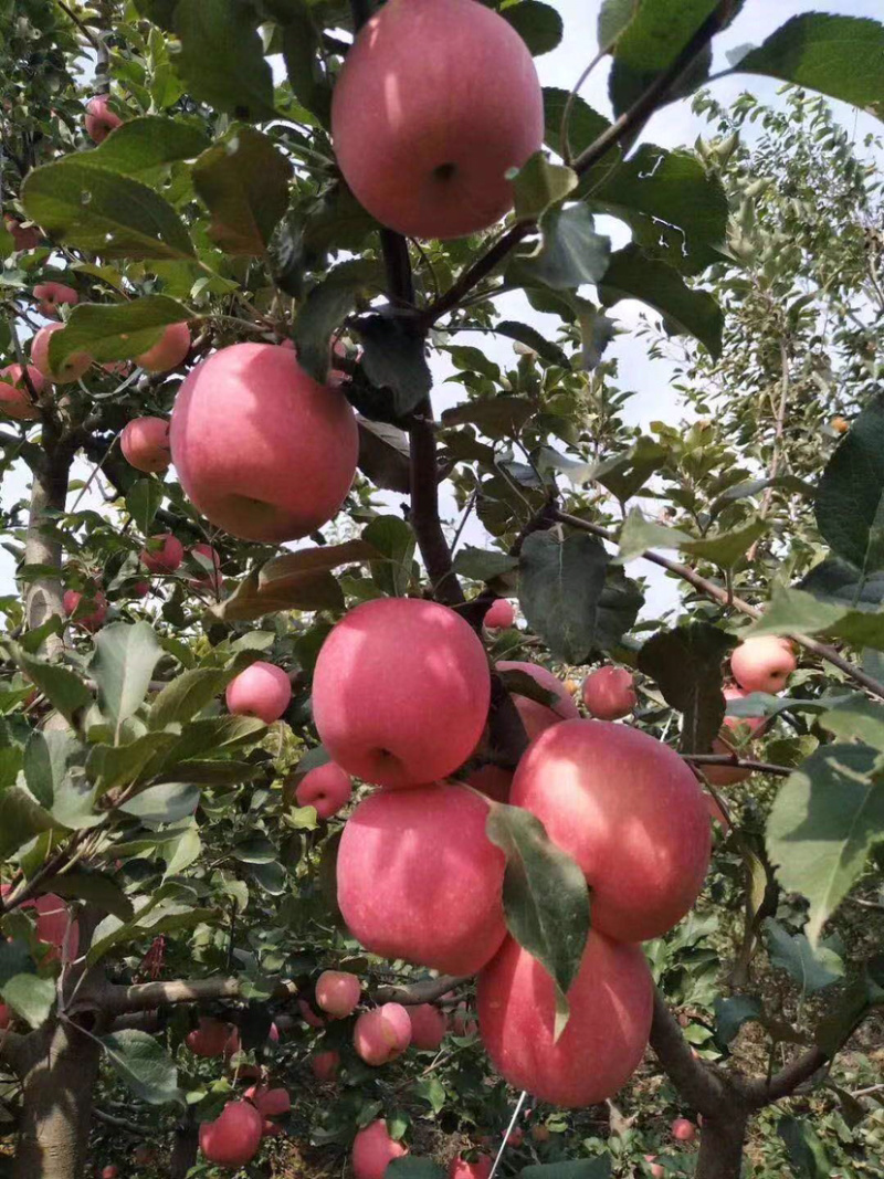 红富士苹果邢台威县苹果大量上市，果型好，价格低