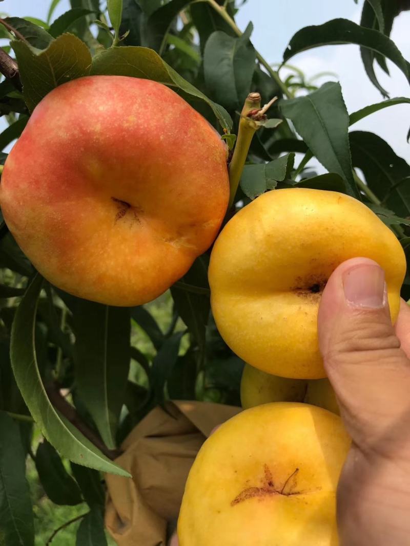 油蟠桃树苗油蟠12-4桃树苗油蟠桃苗根系发达结果