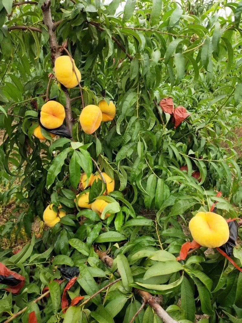 油蟠桃树苗油蟠12-4桃树苗油蟠桃苗根系发达结果