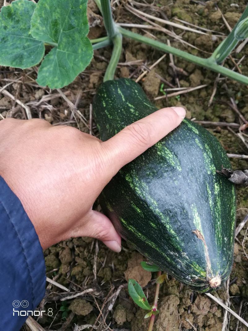 香芋南瓜秋季红沙土山地种植