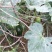 香芋南瓜秋季红沙土山地种植