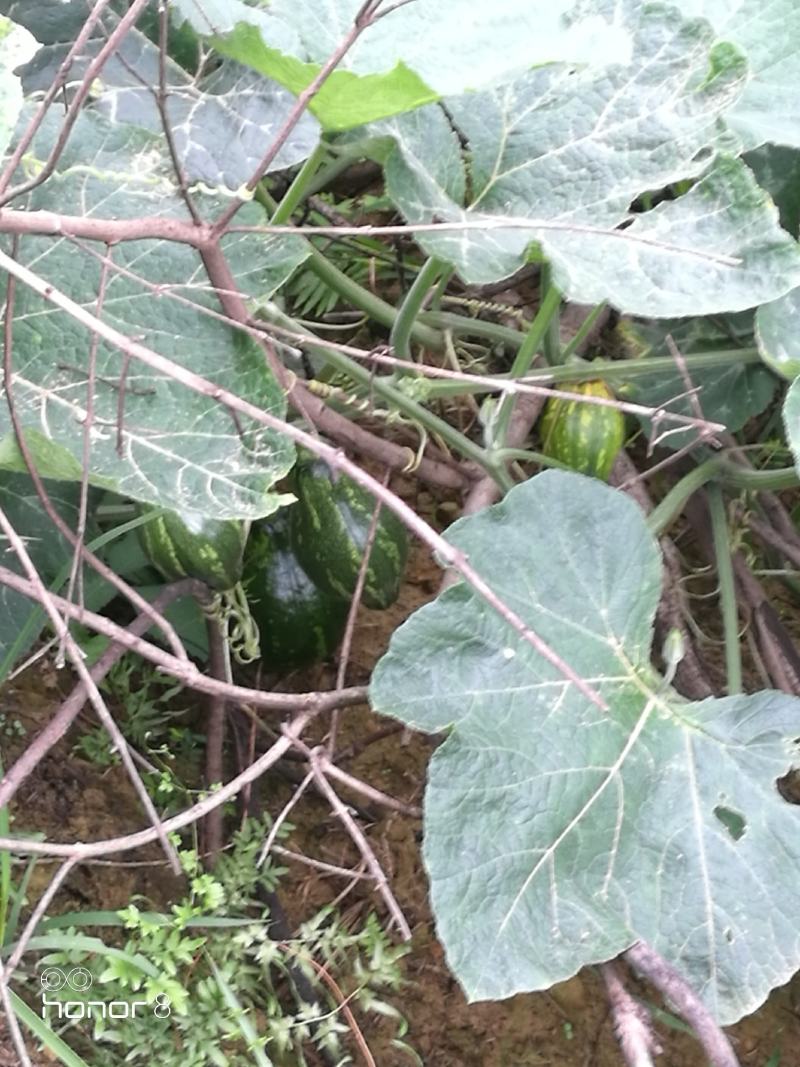 香芋南瓜秋季红沙土山地种植