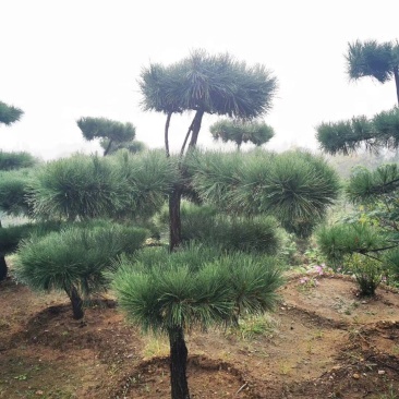 黑松，日本黑松，基地大量现货