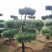 黑松，日本黑松，基地大量现货