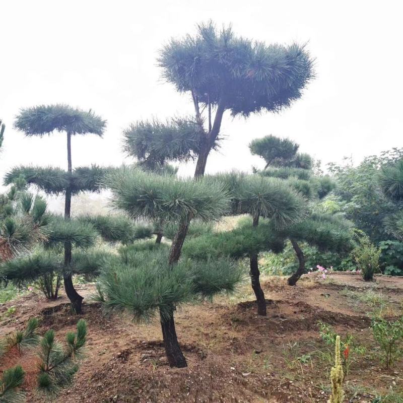 黑松，日本黑松，基地大量现货