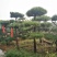 黑松，日本黑松，基地大量现货