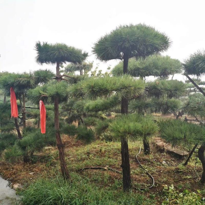 黑松，日本黑松，基地大量现货