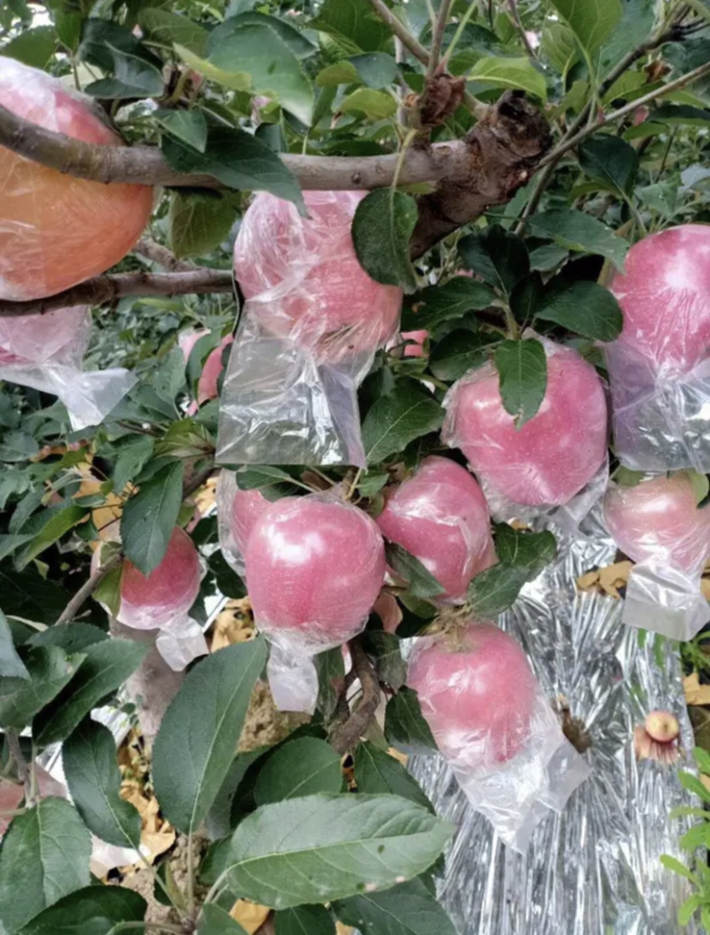 红星苹果色泽好，果型大，价格低，场地直销