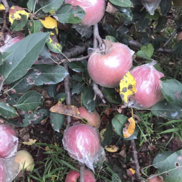红星苹果色泽好，果型大，价格低，场地直销