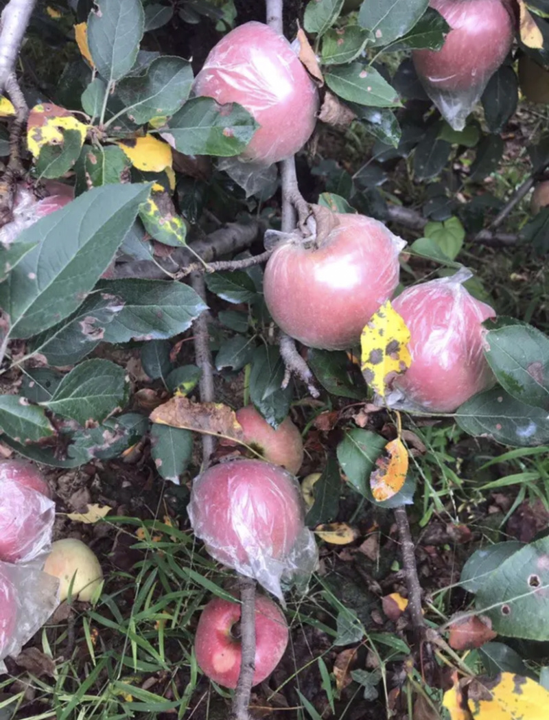 红星苹果色泽好，果型大，价格低，场地直销