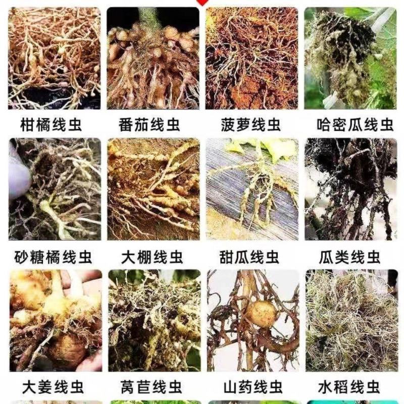 根结线虫专用药阿维.噻唑膦杀线虫药黄瓜茄子果树根瘤病灌根