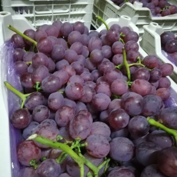 辽宁大连冷库精品红提上市中，果实粒大串形好色鲜艳，口感好