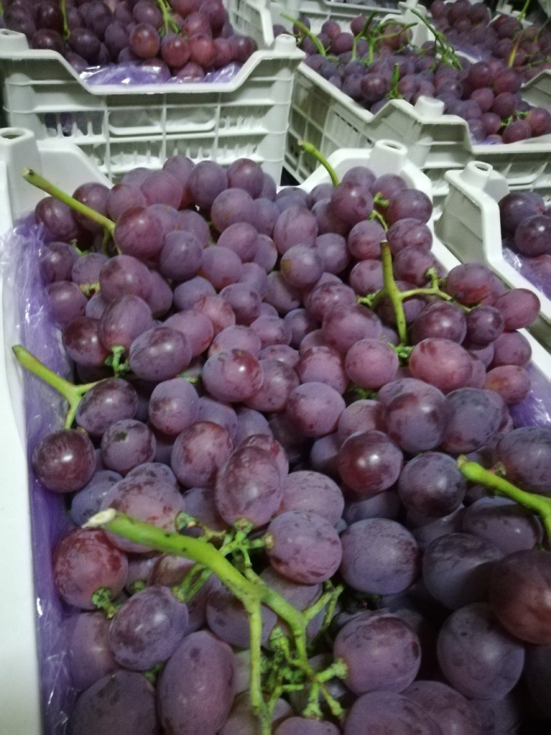 辽宁大连冷库精品红提上市中，果实粒大串形好色鲜艳，口感好